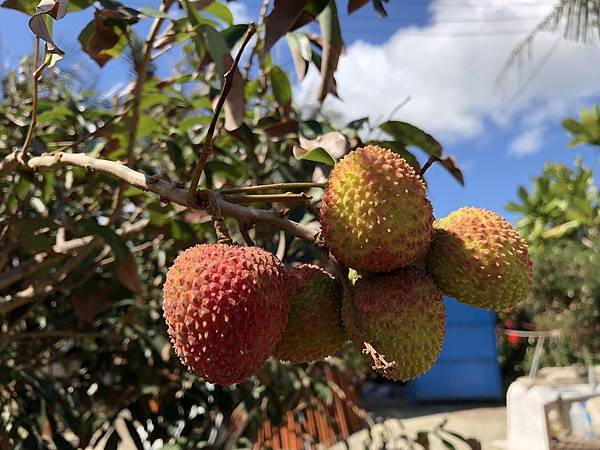 台灣水果宅配直送日本|芯安鮮果 台灣水果宅配直送日本|芯安鮮果