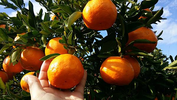 台灣水果宅配直送日本|芯安鮮果 台灣水果宅配直送日本|芯安鮮果