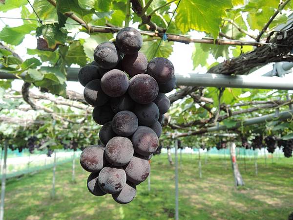台灣水果宅配直送日本|芯安鮮果 台灣水果宅配直送日本|芯安鮮果