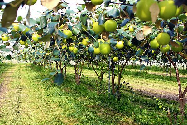 宅配日本棗子產地.jpg 宅配日本台灣棗子產地.jpg