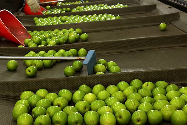 台灣蜜棗宅配日本篩果情況 台灣蜜棗宅配日本篩果情況