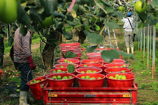 台灣蜜棗宅配日本果園採收 台灣蜜棗宅配日本果園採收