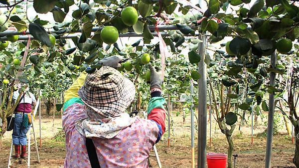 台灣蜜棗直送日本採收情況 台灣蜜棗直送日本採收情況