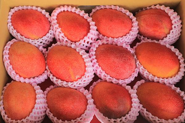 台灣愛文芒果宅配日本|日本客戶實拍|芯安鮮果 台灣愛文芒果宅配日本|日本客戶實拍|芯安鮮果