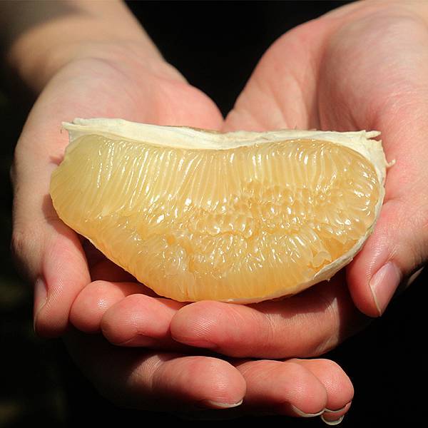 麻豆文旦寄香港 麻豆文旦寄香港