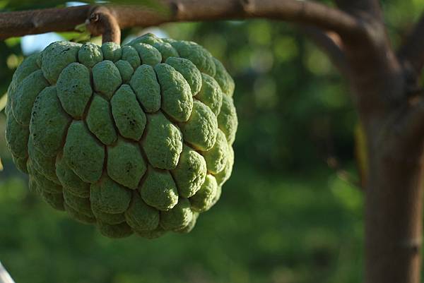 釋迦遭中國禁止進口 釋迦遭中國禁止進口