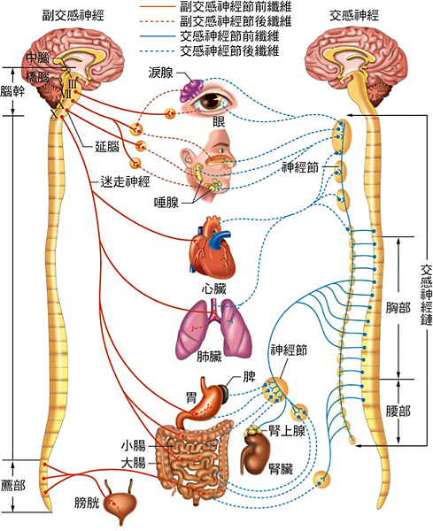 頸椎與自律神經失調 @ 信誠徒手訓練舘 :: 痞客邦