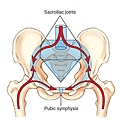 骨盆構造-1.jpg