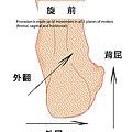 normal-pronation.gif