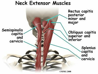 neck-extensor-muscles-.jpg