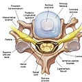 anatomy.jpg