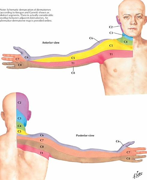 dermatome.jpg