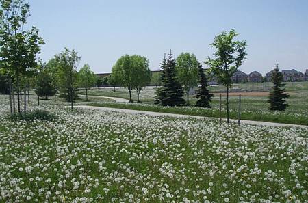 local park1.jpg