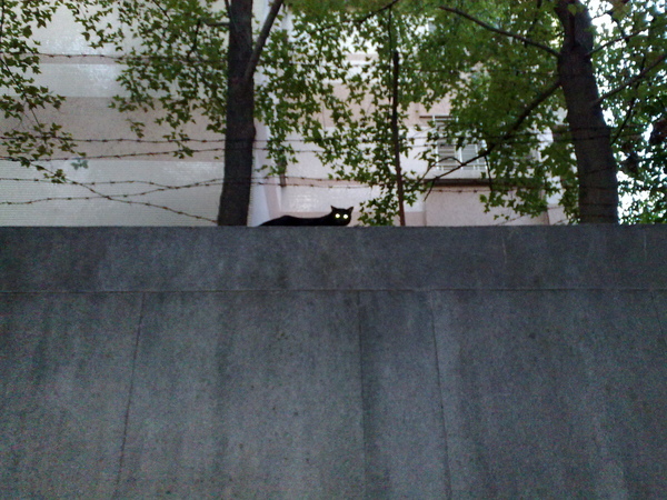 玫苑圍牆上的黑貓