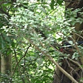 台灣藍鵲5
