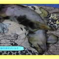 翻身.jpg