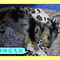 到家25天-躺躺.jpg