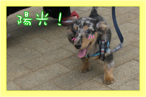 0306 初跑跑-陽光.jpg