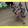 0306 初跑跑-陽光.jpg