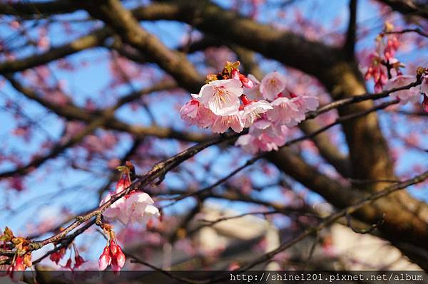 陽明山賞櫻花【平菁街42巷賞櫻花】