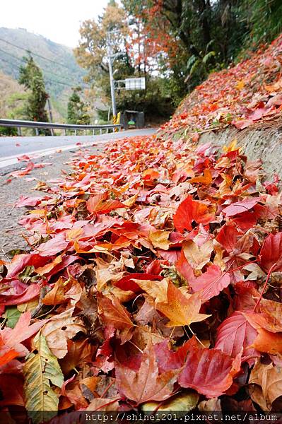 福壽山賞楓