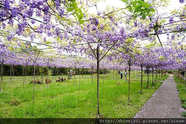 【淡水紫藤咖啡園】天元宮紫藤咖啡園水源園區.2016/4/11浪漫紫色風暴盛開