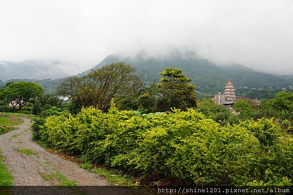 【淡水紫藤咖啡園】天元宮紫藤咖啡園水源園區.2016/4/11浪漫紫色風暴盛開