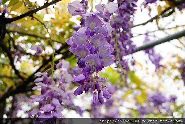 【淡水紫藤咖啡園】天元宮紫藤咖啡園水源園區.2016/4/11浪漫紫色風暴盛開