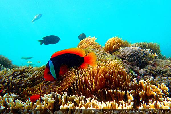 墾丁萬里桐浮潛  墾丁後壁湖浮潛 水到魚行潛水館