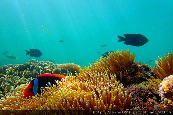 墾丁萬里桐浮潛  墾丁後壁湖浮潛 水到魚行潛水館