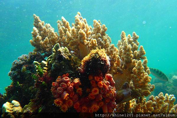 墾丁萬里桐浮潛  墾丁後壁湖浮潛 水到魚行潛水館