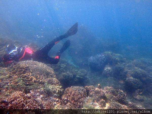 墾丁萬里桐浮潛  墾丁後壁湖浮潛 水到魚行潛水館