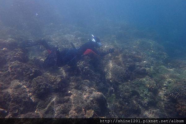 墾丁萬里桐浮潛  墾丁後壁湖浮潛 水到魚行潛水館