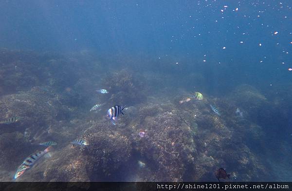 墾丁萬里桐浮潛  墾丁後壁湖浮潛 水到魚行潛水館