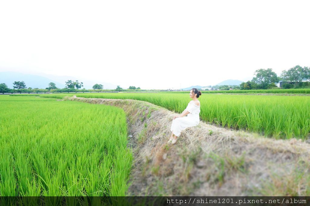 池上伯朗大道|台東景點.池上景點 池上伯朗大道|台東景點.池上景點