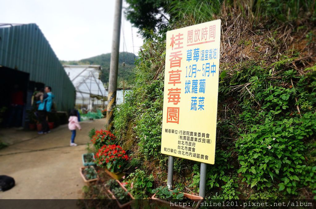 內湖親子草莓園美食推薦｜桂香草莓園&COCO32咖啡棧