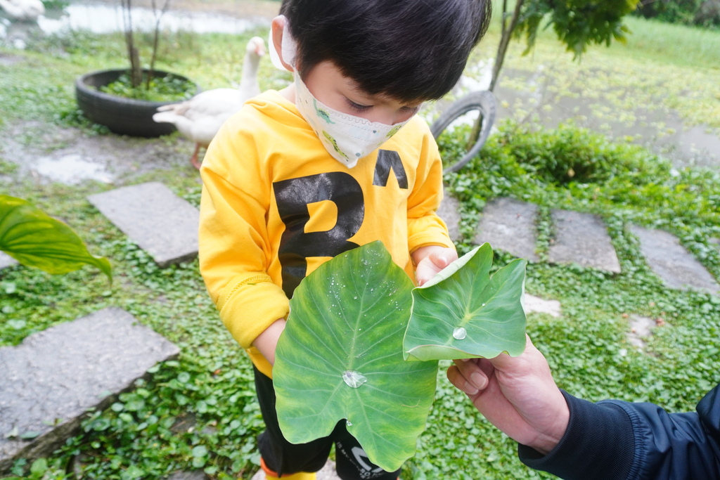 宜蘭親子景點 麗野莊園休閒農場 宜蘭小農夫 宜蘭插秧體驗3-2DSC05127