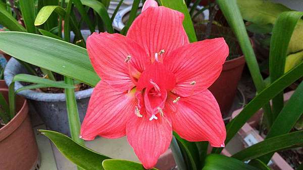 孤挺花 複瓣自育孤2 金菊的部落格 痞客邦