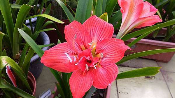 孤挺花 複瓣自育孤2 金菊的部落格 痞客邦