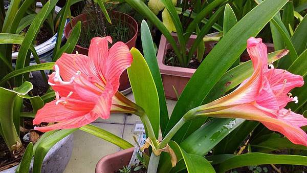 孤挺花 複瓣自育孤2 金菊的部落格 痞客邦