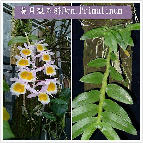 黃貝殼石斛Den.Primulinum.jpg
