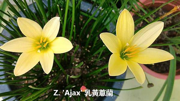 Z. 'Ajax' 乳黃蔥蘭.jpg