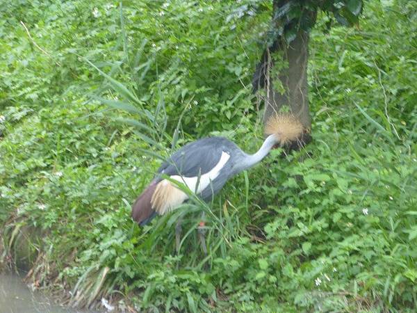 104.12.16木柵動物園 (38).jpg