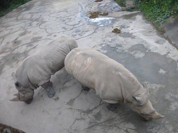 104.12.16木柵動物園 (43).jpg