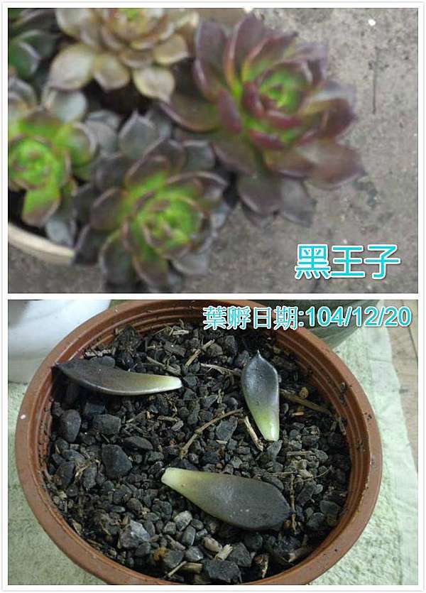 多肉植物 黑王子葉孵 金菊的部落格 痞客邦