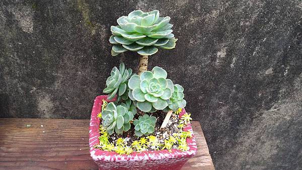 老欉七福神-5.jpg 老欉七福神-5.jpg