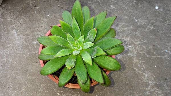 紅輝炎 金菊的部落格 痞客邦 紅輝炎 金菊的部落格 痞客邦