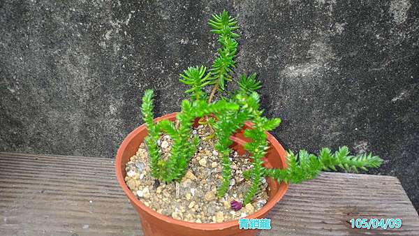 多肉植物 青鎖龍 金菊的部落格 痞客邦 多肉植物 青鎖龍 金菊的部落格 痞客邦