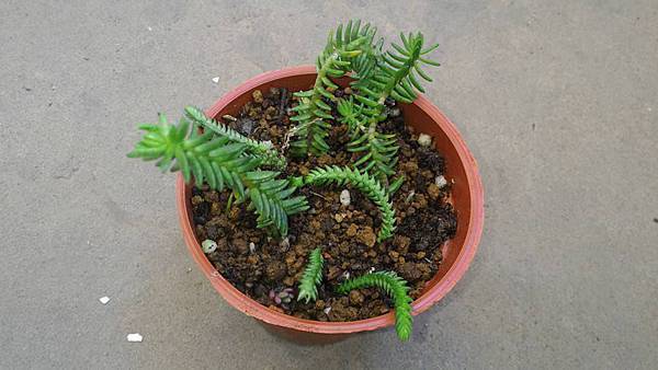 多肉植物 青鎖龍 金菊的部落格 痞客邦 多肉植物 青鎖龍 金菊的部落格 痞客邦