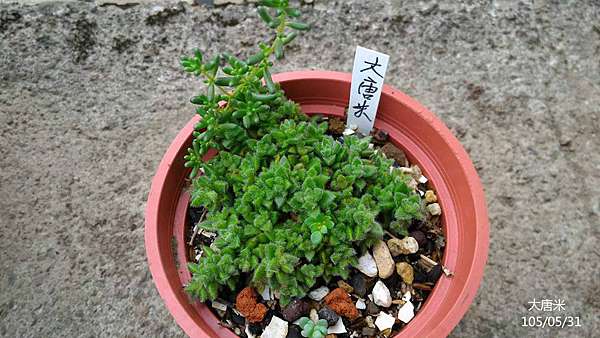 多肉植物 大唐米 金菊的部落格 痞客邦